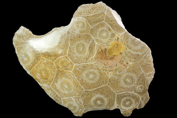 Polished Fossil Coral (Actinocyathus) - Morocco #100604